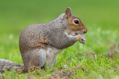 Side view of an eastern gray squirrel eating a nut