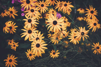 Beautiful fairy dreamy magic yellow flowers with dark green blue leaves, blurry background 