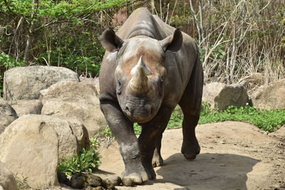 View of eastern black rhinoceros in zoo