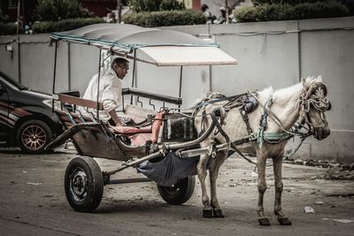 Horse cart on street