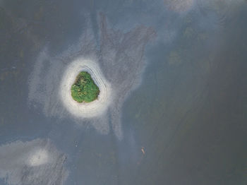 High angle view of plant on land