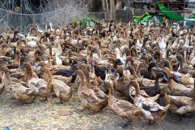 High angle view of birds on land