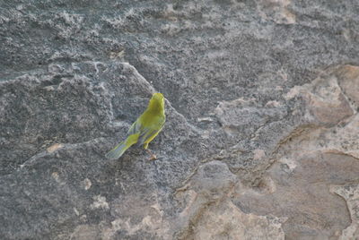 Close-up of a bird on rock