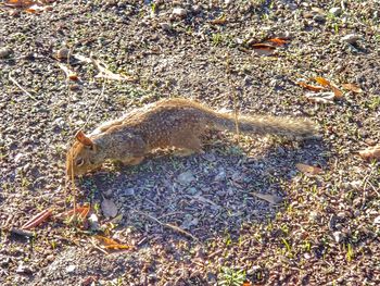 High angle view of crab on field