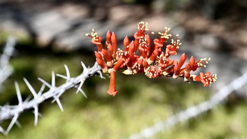 Ocotillo flower