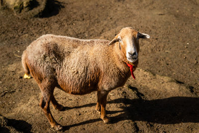 Portrait of sheep standing on field