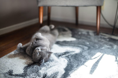 Cat lying on floor at home