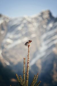 Close-up of bird perching on branch against sky