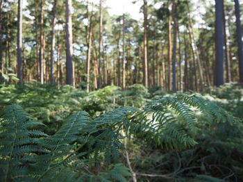 Close-up of pine trees in forest