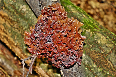 Close-up of fresh green leaf