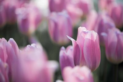 Close-up of pink tulips