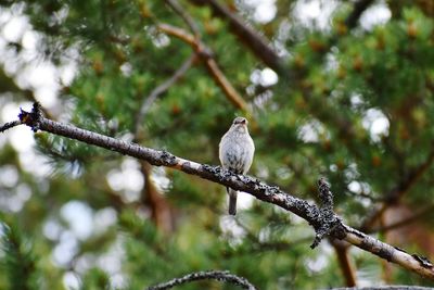 Low angle view of bird perching on branch