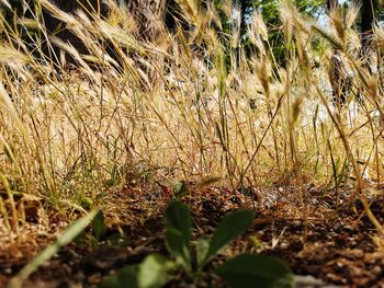 Close-up of plants growing on field