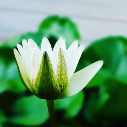 Close-up of white flowers