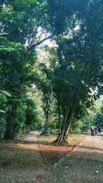 Road amidst trees against sky