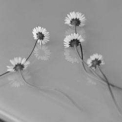 Close-up of white flowers