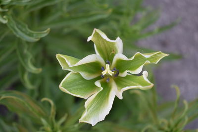 Close-up of flowering plant