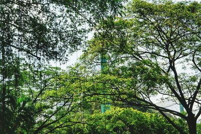 Low angle view of trees in forest