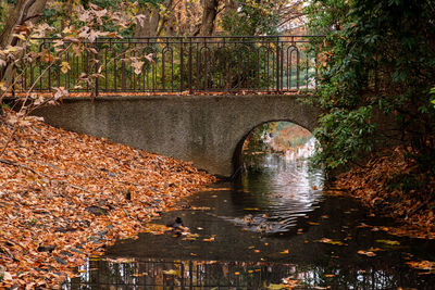 Bridge over river in forest