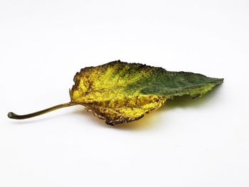 Close-up of leaf against white background