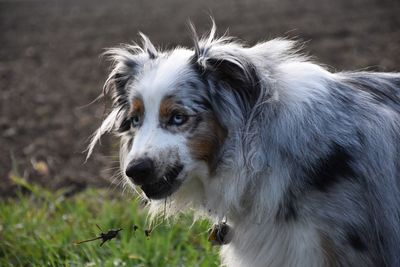 Close-up of dog looking away