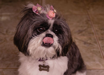 Close-up portrait of dog on floor