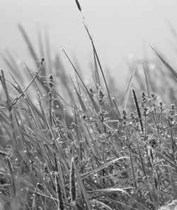 Close-up of wet grass on field