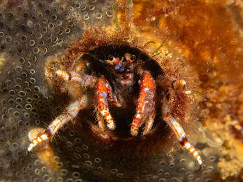Close-up of crab in sea