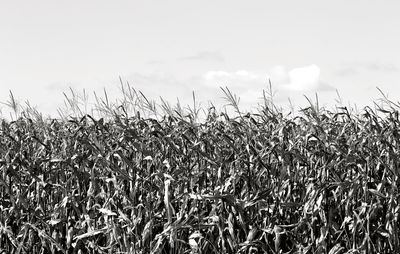 Plants growing on field