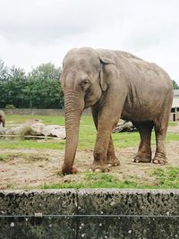 Elephant in a zoo