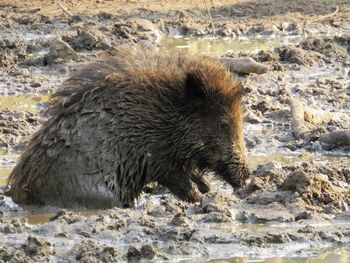 Wild boar wallowing in mud