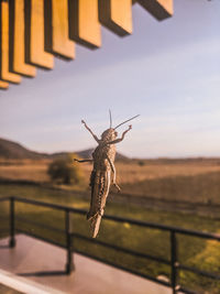 Close-up of insect flying against the sky