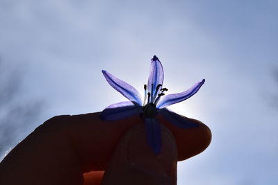 Close-up of butterfly on flower against sky