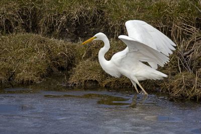 White swan on lake