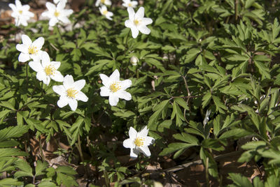 Close-up of white flowering plants