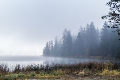 Scenic view of trees against sky during foggy weather