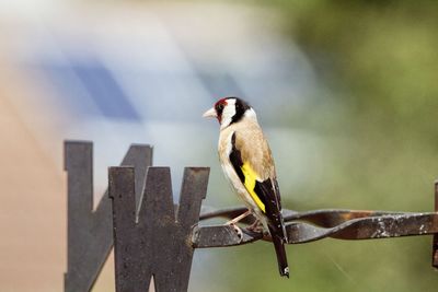 Close-up of bird perching on wall