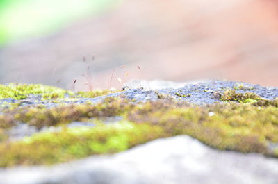 Close-up of moss growing on rock