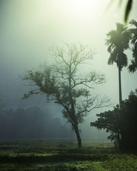 Tree on field against sky