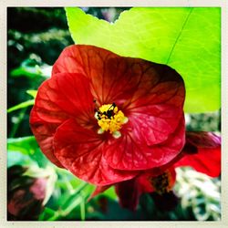Close-up of insect on red flower