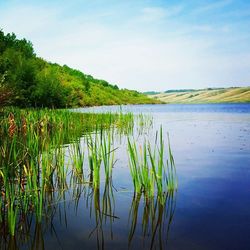 Reflection of trees in calm lake