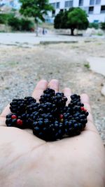 Close-up of hand holding fruit