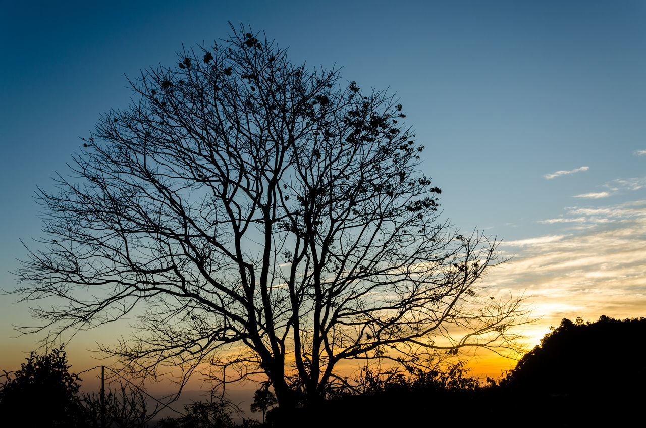 SILHOUETTE BARE TREE AGAINST SKY AT SUNSET