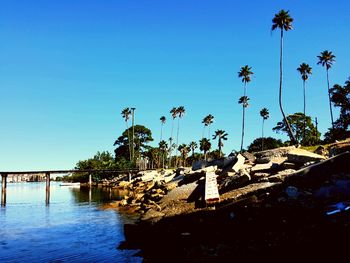 Palm trees by swimming pool against clear blue sky