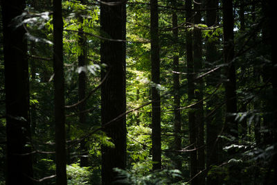 View of trees in forest