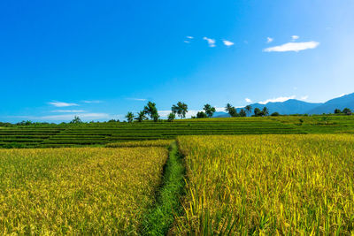 Beautiful morning view in indonesia. panoramic view of the yellowing rice fields on a sunny day