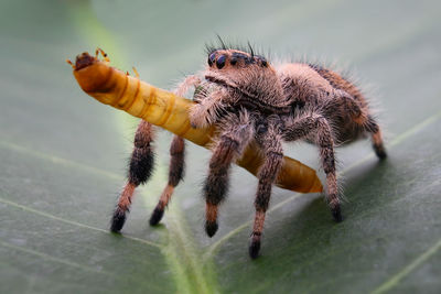 Close-up of spider