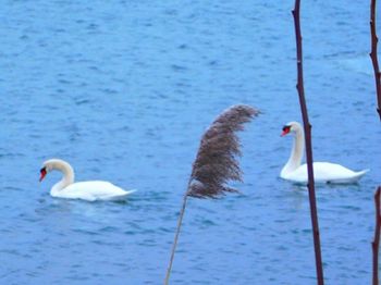 Close-up of swan swimming in lake