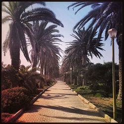 Palm trees in park