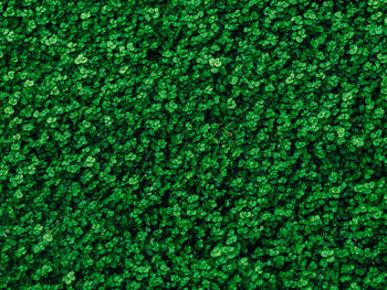 Full frame shot of plants growing on field